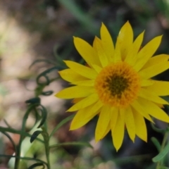 Xerochrysum viscosum at Rocky Hill War Memorial Park and Bush Reserve, Goulburn - 29 May 2024