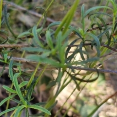 Xerochrysum viscosum at Rocky Hill War Memorial Park and Bush Reserve, Goulburn - 29 May 2024