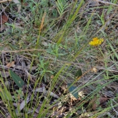 Xerochrysum viscosum at Rocky Hill War Memorial Park and Bush Reserve, Goulburn - 29 May 2024