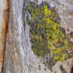 Chrysothrix xanthina at Goulburn, NSW - 29 May 2024 by trevorpreston