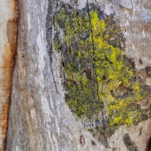 Unidentified Lichen, Moss or other Bryophyte at suppressed by trevorpreston