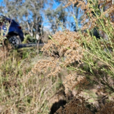 Cassinia sifton (Sifton Bush, Chinese Shrub) at Rocky Hill War Memorial Park and Bush Reserve, Goulburn - 29 May 2024 by trevorpreston