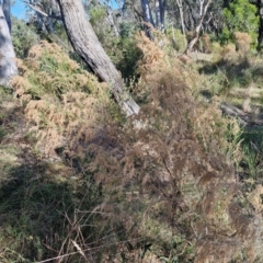 Cassinia sifton at Rocky Hill War Memorial Park and Bush Reserve, Goulburn - 29 May 2024