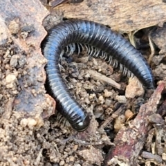 Ommatoiulus moreleti (Portuguese Millipede) at Rocky Hill War Memorial Park and Bush Reserve, Goulburn - 29 May 2024 by trevorpreston