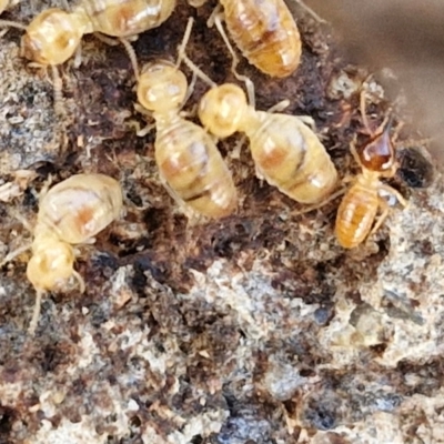 Nasutitermes sp. (genus) (Snouted termite, Gluegun termite) at Rocky Hill War Memorial Park and Bush Reserve, Goulburn - 29 May 2024 by trevorpreston