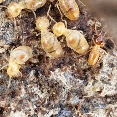 Nasutitermes (genus) (Snouted termite, Gluegun termite) at Rocky Hill War Memorial Park and Bush Reserve, Goulburn - 29 May 2024 by trevorpreston