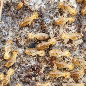 Nasutitermes sp. (genus) at Rocky Hill War Memorial Park and Bush Reserve, Goulburn - suppressed