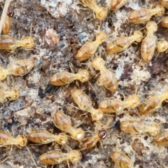 Nasutitermes sp. (genus) at Rocky Hill War Memorial Park and Bush Reserve, Goulburn - suppressed