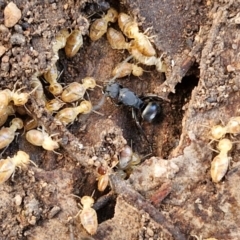 Polyrhachis sp. (genus) (A spiny ant) at Goulburn, NSW - 29 May 2024 by trevorpreston