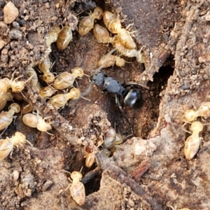 Polyrhachis sp. (genus) (A spiny ant) at Rocky Hill War Memorial Park and Bush Reserve, Goulburn by trevorpreston