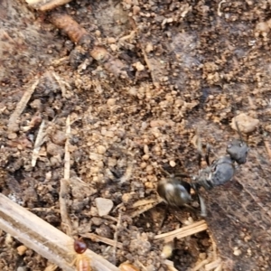 Polyrhachis sp. (genus) at Rocky Hill War Memorial Park and Bush Reserve, Goulburn - 29 May 2024