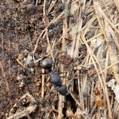 Polyrhachis sp. (genus) at Rocky Hill War Memorial Park and Bush Reserve, Goulburn - 29 May 2024 02:21 PM