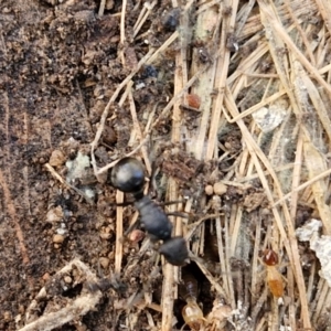 Polyrhachis sp. (genus) at Rocky Hill War Memorial Park and Bush Reserve, Goulburn - 29 May 2024