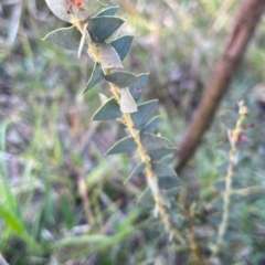 Acacia cultriformis (Knife Leaf Wattle) at Mount Rogers - 29 May 2024 by R0ger