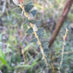 Acacia cultriformis (Knife Leaf Wattle) at Fraser, ACT - 29 May 2024 by R0ger