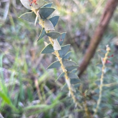 Acacia cultriformis (Knife Leaf Wattle) at Mount Rogers - 29 May 2024 by R0ger