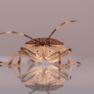 Poecilometis strigatus at QPRC LGA - suppressed