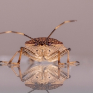 Poecilometis strigatus (Gum Tree Shield Bug) at suppressed by MarkT