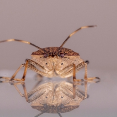 Poecilometis strigatus (Gum Tree Shield Bug) at Jerrabomberra, NSW - 25 May 2024 by MarkT