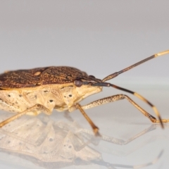 Poecilometis strigatus at QPRC LGA - 25 May 2024