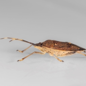 Poecilometis strigatus at QPRC LGA - suppressed