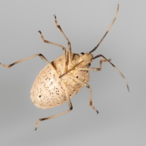 Poecilometis strigatus at QPRC LGA - suppressed