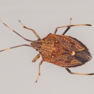 Poecilometis strigatus at QPRC LGA - suppressed