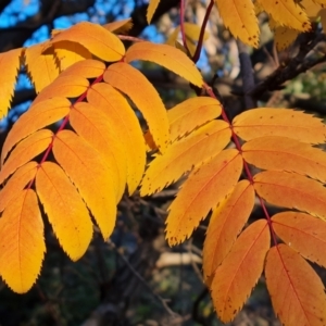 Sorbus domestica at O'Malley, ACT - 29 May 2024 04:14 PM