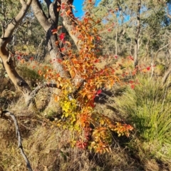 Pyrus sp. (An Ornamental Pear) at Mount Mugga Mugga - 29 May 2024 by Mike