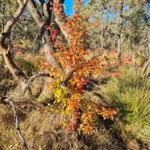 Pyrus sp. at Mount Mugga Mugga - 29 May 2024