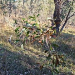 Acacia pycnantha (Golden Wattle) at Mount Mugga Mugga - 29 May 2024 by Mike