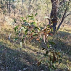 Acacia pycnantha (Golden Wattle) at O'Malley, ACT - 29 May 2024 by Mike