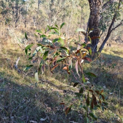 Acacia buxifolia subsp. buxifolia at Mount Mugga Mugga - 29 May 2024 by Mike