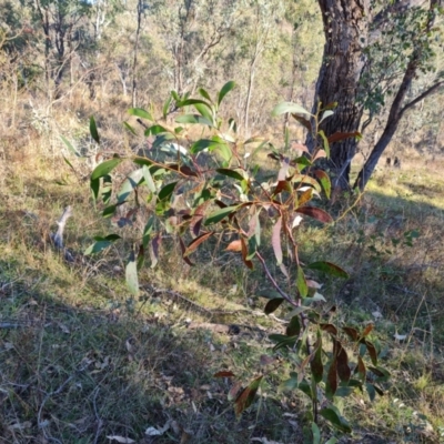 Acacia pycnantha (Golden Wattle) at O'Malley, ACT - 29 May 2024 by Mike