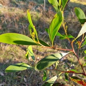 Acacia pycnantha at Mount Mugga Mugga - 29 May 2024