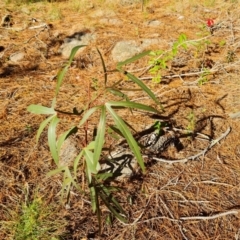 Brachychiton populneus subsp. populneus at Isaacs Ridge and Nearby - 29 May 2024 by Mike