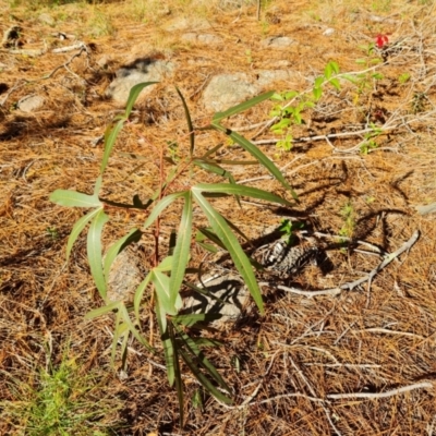 Brachychiton populneus subsp. populneus (Kurrajong) at Isaacs Ridge and Nearby - 29 May 2024 by Mike