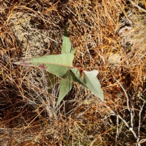 Brachychiton populneus subsp. populneus at Isaacs Ridge and Nearby - 29 May 2024