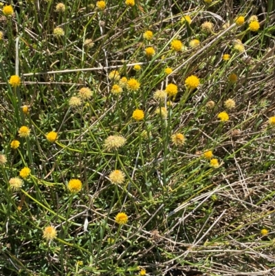 Calotis lappulacea (Yellow Burr Daisy) at Mount Painter - 29 May 2024 by SteveBorkowskis