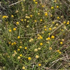 Calotis lappulacea at Mount Painter - 29 May 2024