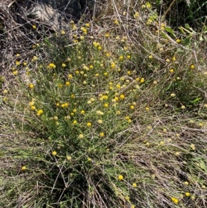 Calotis lappulacea at Mount Painter - 29 May 2024