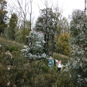 Eucalyptus cinerea subsp. triplex at Namadgi National Park - 27 Jun 2010 11:11 AM