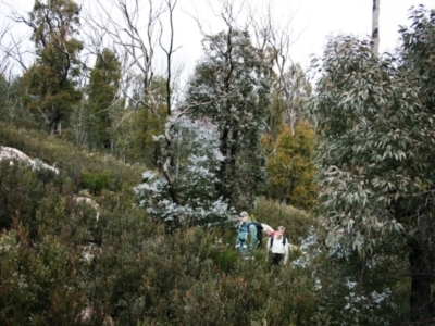 Eucalyptus cinerea subsp. triplex (Blue Gum Hill Argyle Apple) at Namadgi National Park - 27 Jun 2010 by Steve818