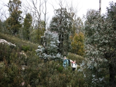 Eucalyptus cinerea subsp. triplex (Blue Gum Hill Argyle Apple) at Namadgi National Park - 27 Jun 2010 by Steve818