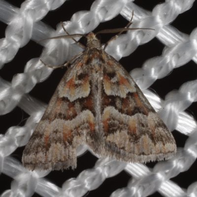Dichromodes fulvida (Fulvida Heath Moth) at Morton Plains, VIC - 18 Feb 2017 by WendyEM