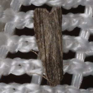 Calathusa thermosticha at Morton Plains, VIC - 18 Feb 2017 10:13 PM