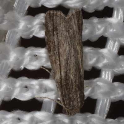 Calathusa thermosticha (Hypeninae) at Morton Plains, VIC - 18 Feb 2017 by WendyEM