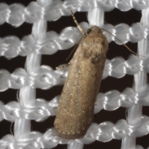 Athetis tenuis at Morton Plains, VIC - 18 Feb 2017