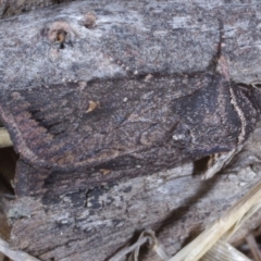 Proteuxoa sp. (09) (MoV, Part9) (A Noctuid moth (Acronictinae)) at Morton Plains, VIC - 18 Feb 2017 by WendyEM