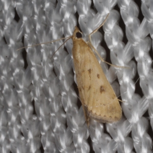 Achyra nigrirenalis at Morton Plains, VIC - 18 Feb 2017